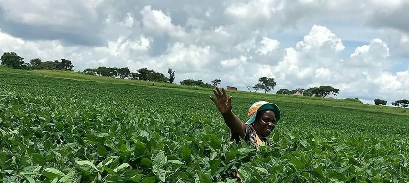A farmer waving from a soya field