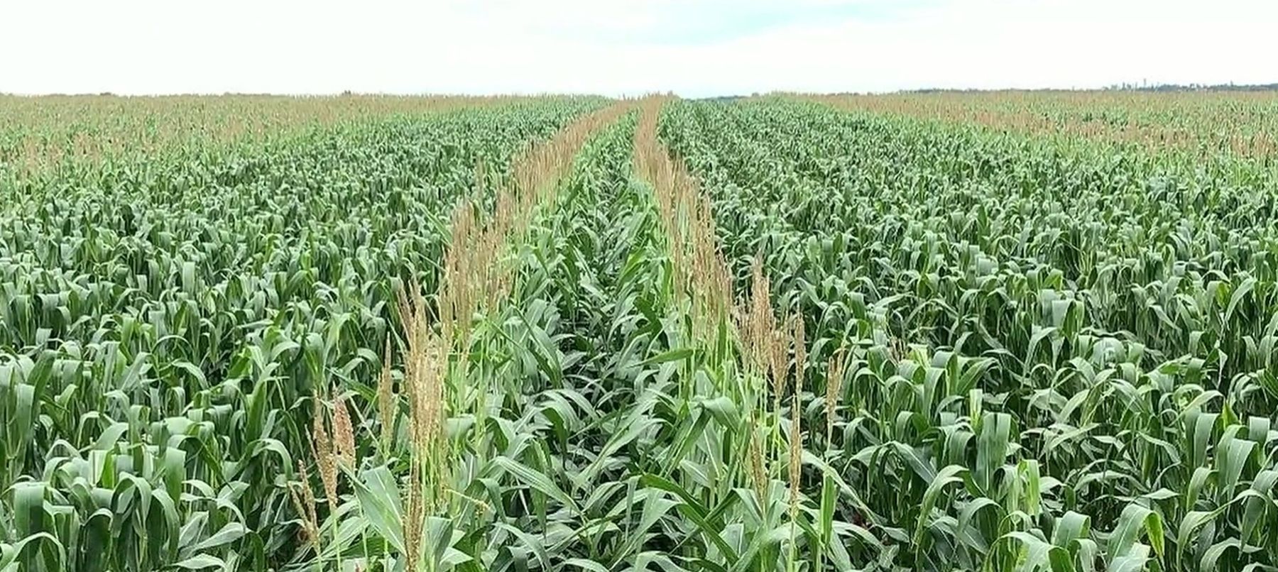 Maize fields on a Nyadera farm in Zimbabwe