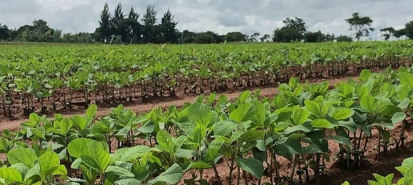 Soya crop